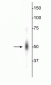 Anti-c-FOS Antibody
